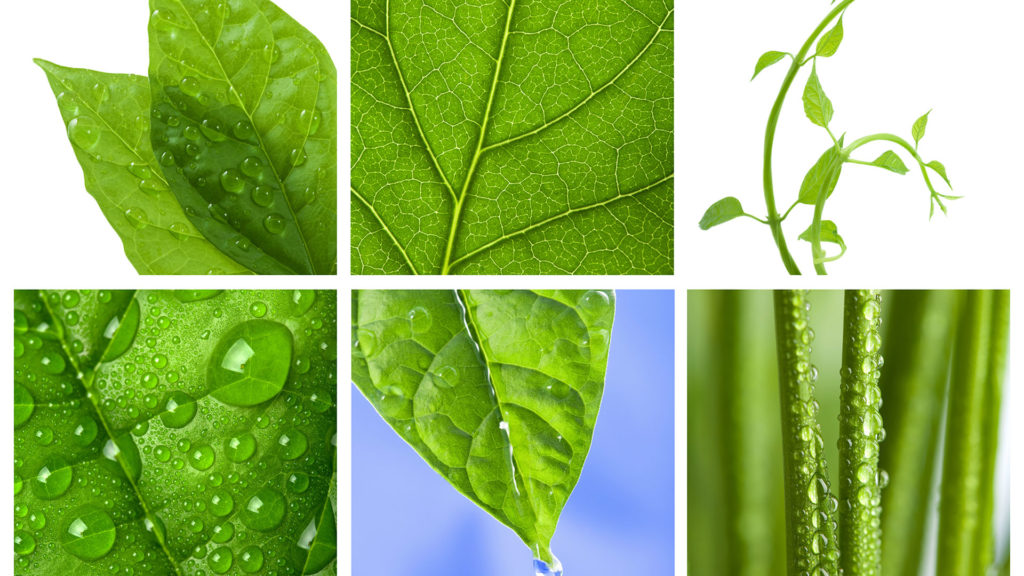 Studying Nature Image of plants and leaves closeup