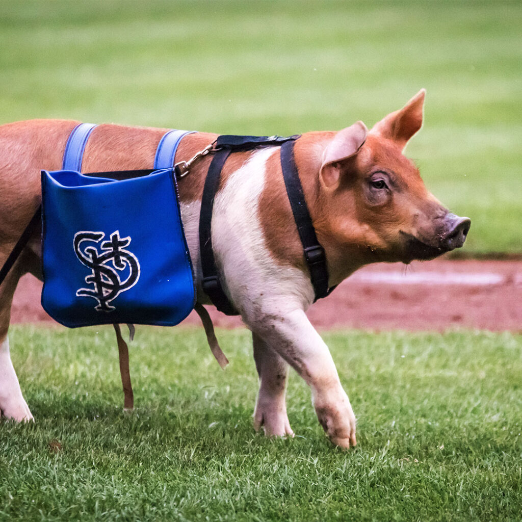 StPaulSaints_SummerFunImages_0004_Daenerys-Hoggaryen_7029 - Sierra Bailey